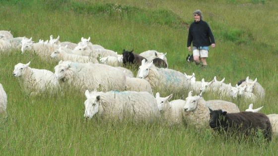 Production ovine et ferme céréalière